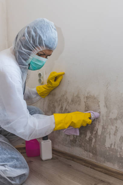 Best Mold Odor Removal Services  in New Milford, NJ