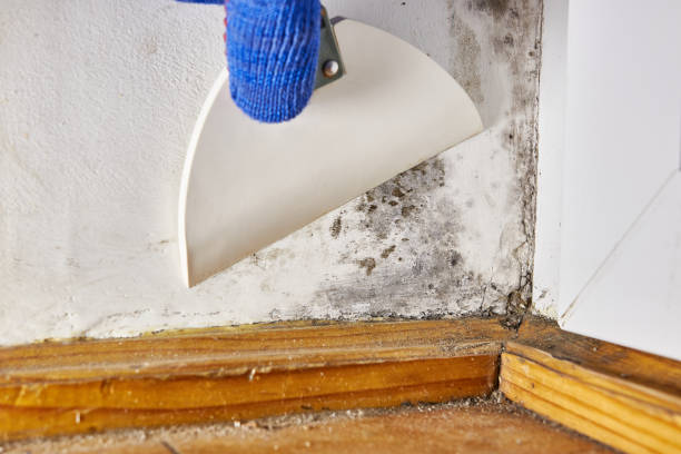 Best Real Estate Mold Inspection  in New Milford, NJ